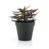 Kunst vetplant met pot 18 cm - By-Boo Succulent 2
